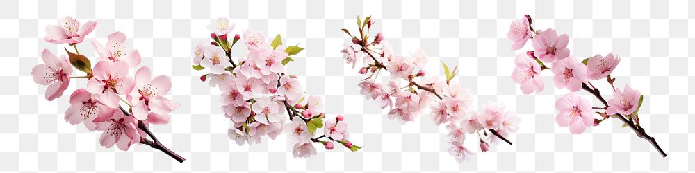 PNG Cherry blossom element decoration set on transparent background