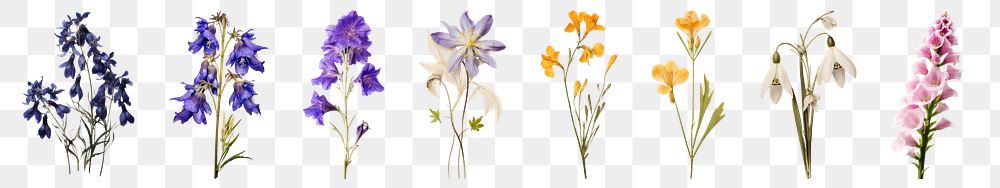 PNG Colorful wildflowers in bloom, isolated element set, transparent background