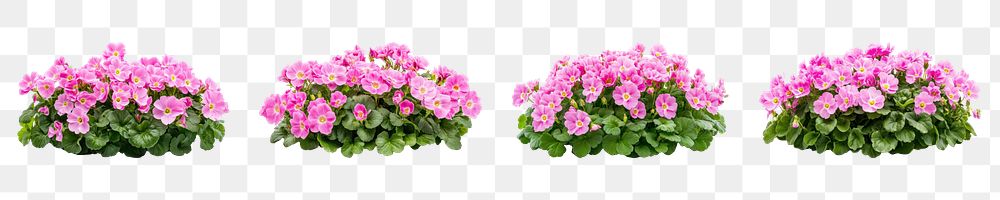 PNG Flowers bush, isolated element set, transparent background