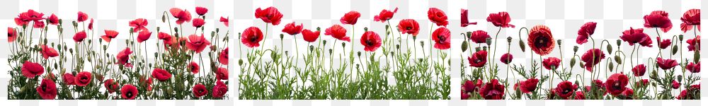 PNG Vibrant poppies in bloom, isolated element set, transparent background