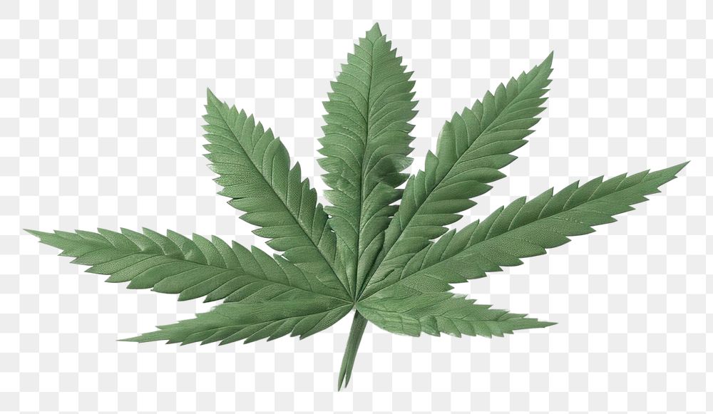 PNG 3d render of marijuana plant leaf weed.
