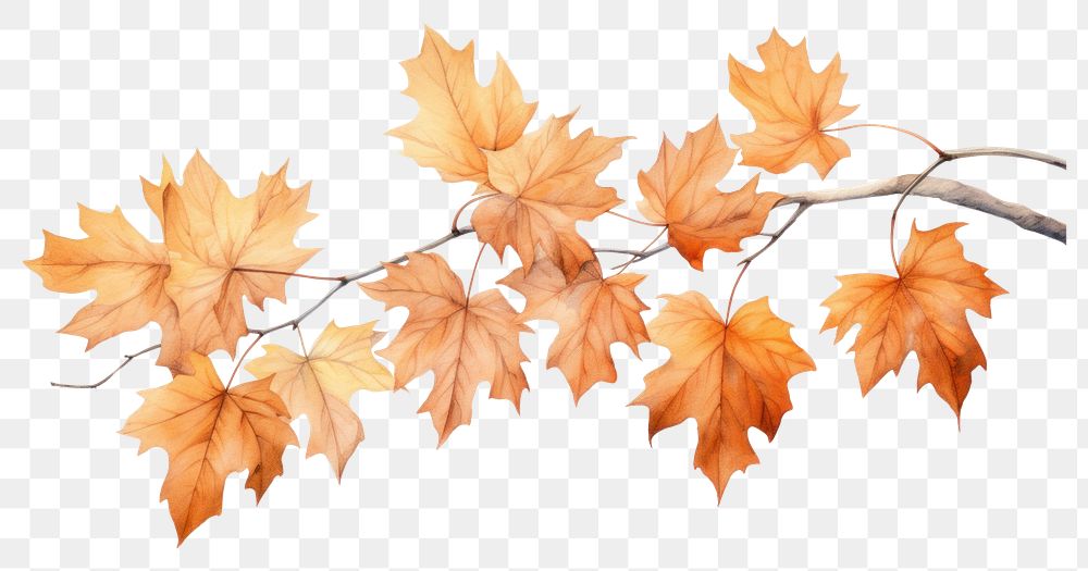 PNG Illustration of autumn leaves bonfire plant maple.