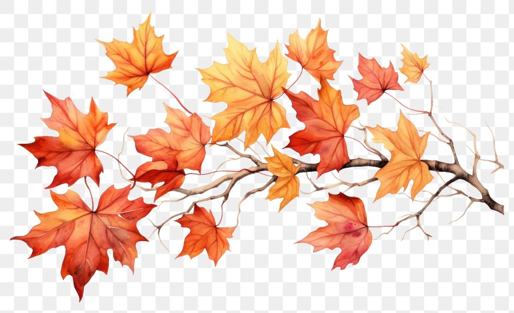 PNG Illustration of autumn leaves plant maple leaf.