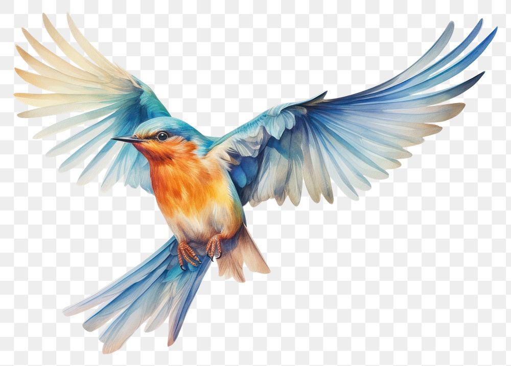 PNG Illustration of bird flying bluebird animal jay.