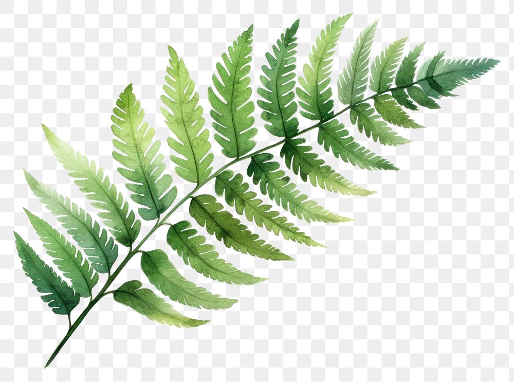 PNG Illustration of fern leaf plant.