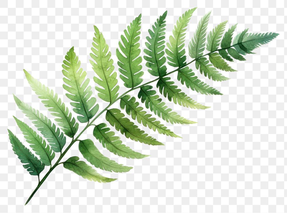 PNG Illustration fern leaf plant. | Free PNG - rawpixel