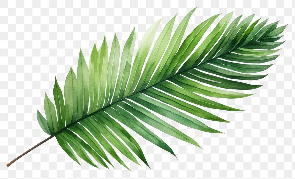 PNG Illustration of palm leaf plant fern tree.