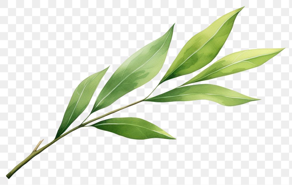 PNG Willow leaf annonaceae herbal plant.
