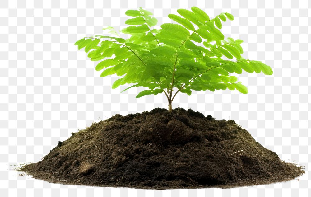 PNG Economy plant soil fern.