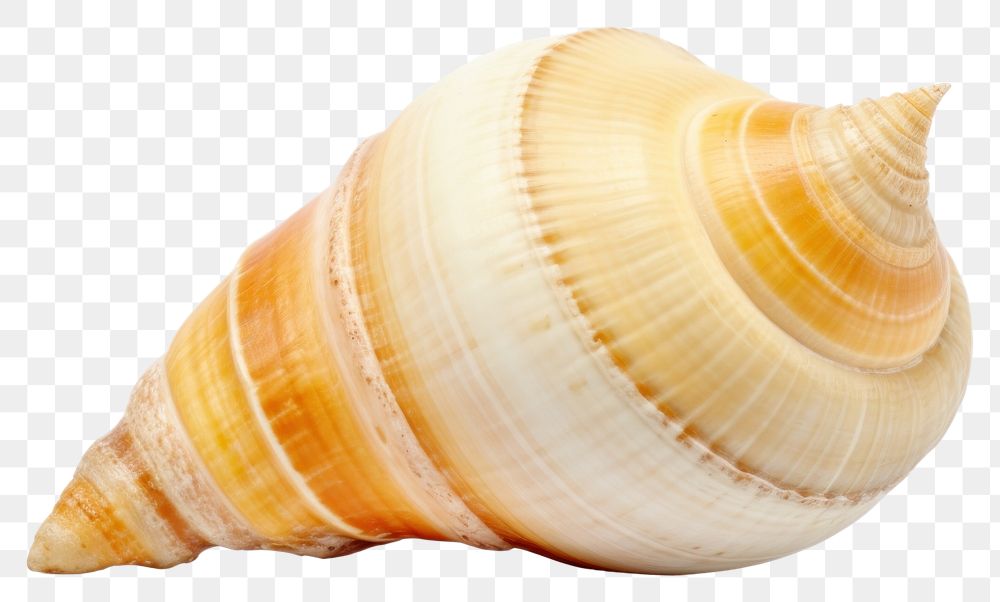 PNG Sea shell invertebrate seashell seafood.