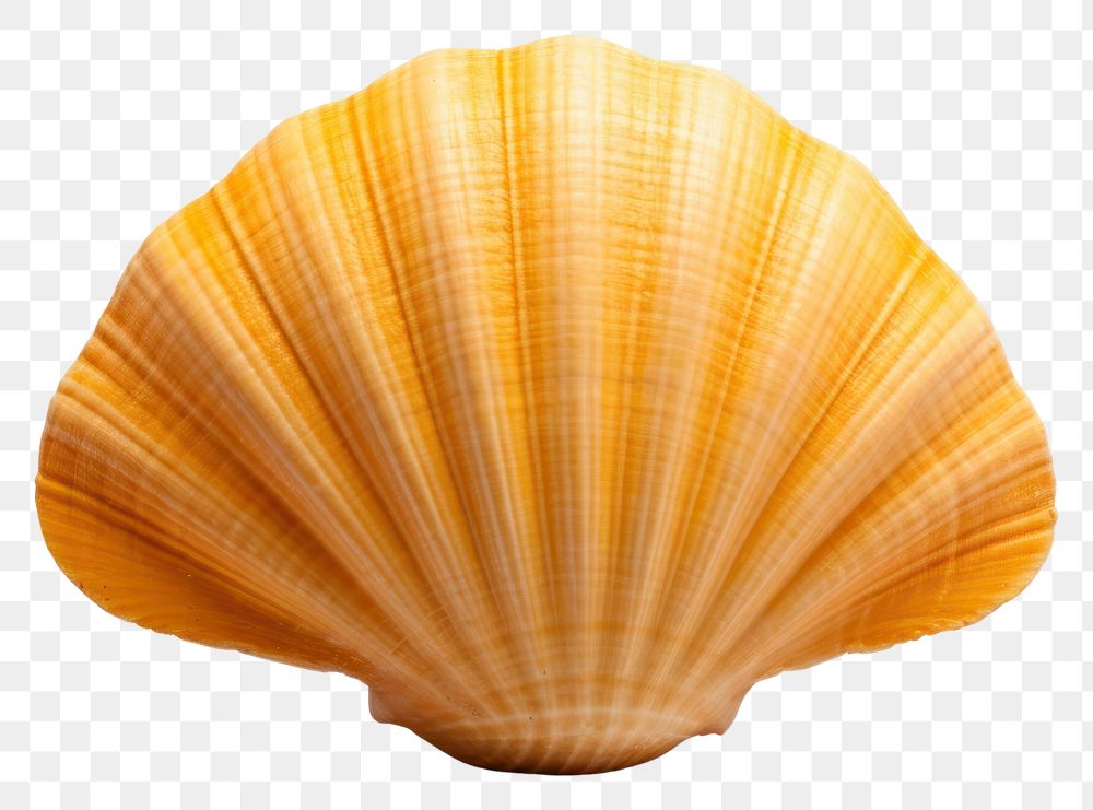 PNG Sea shell invertebrate seashell seafood.