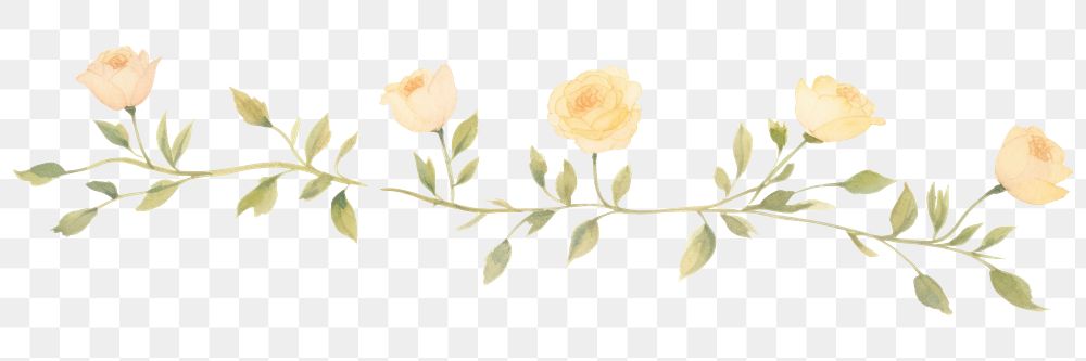 PNG Roses as divider line watercolour illustration graphics painting blossom.