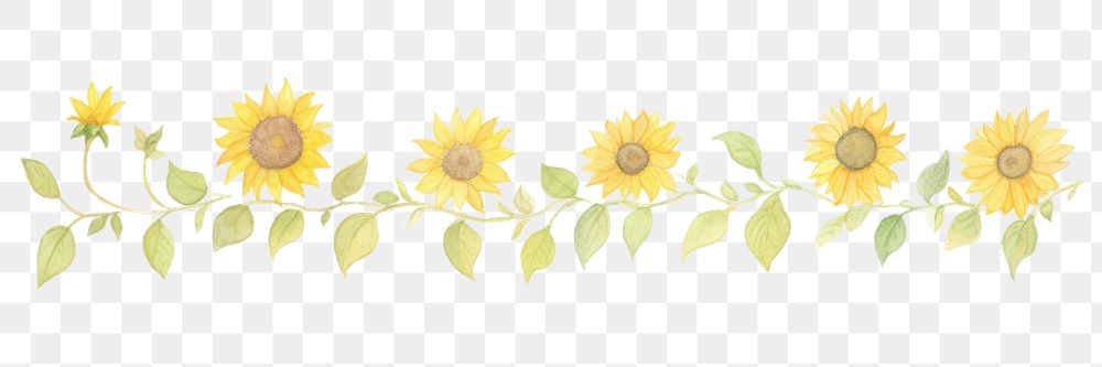 PNG Sunflowers as divider line watercolour illustration blossom plant.