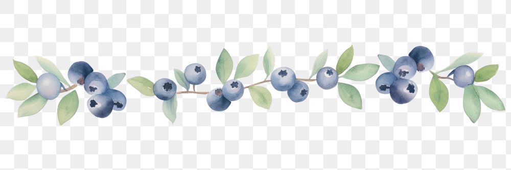 PNG Blueberries as divider watercolor blueberry produce fruit.