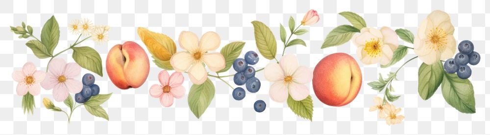 PNG Fruits with flowers as divider watercolor produce plant peach.
