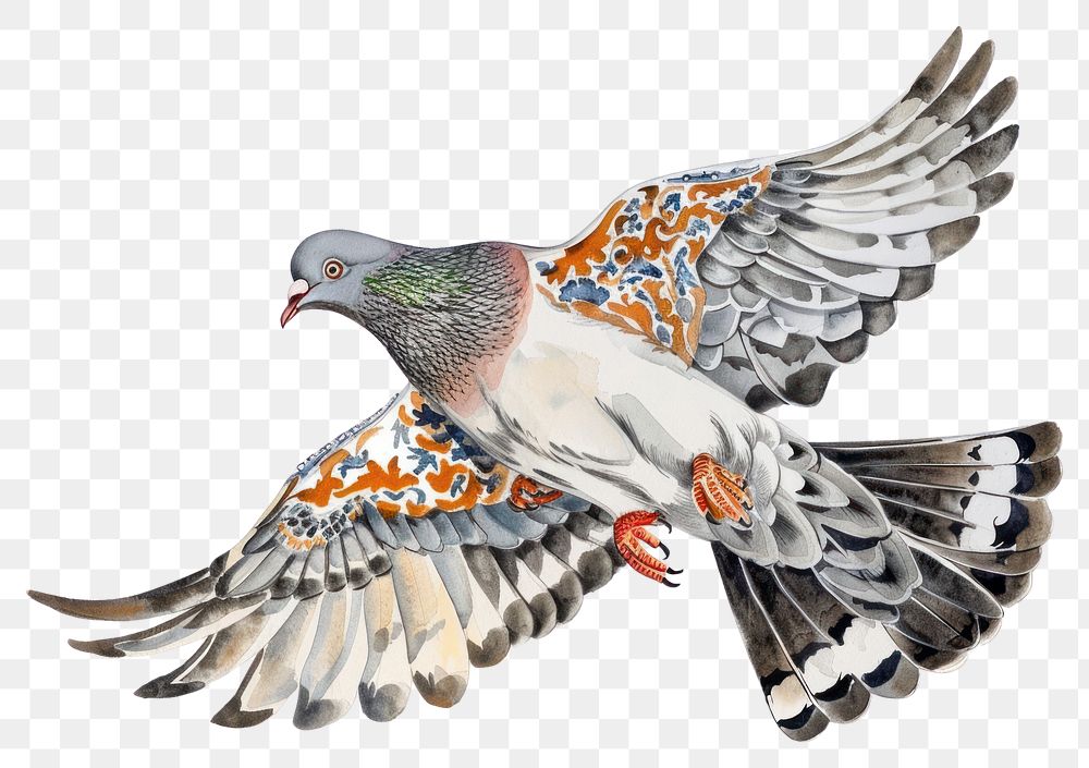 PNG Pigeon animal bird white background.