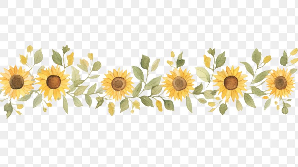 PNG Sunflowers as divider watercolor asteraceae graphics blossom.