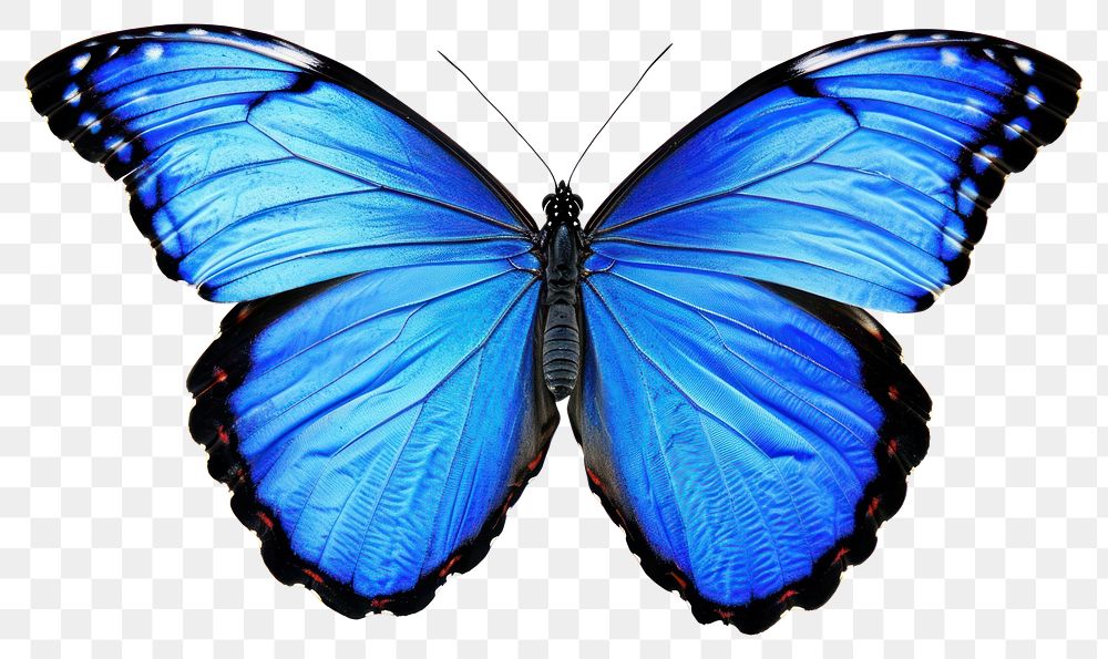 PNG Morpho butterfly invertebrate animal insect.