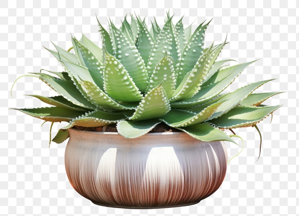 PNG Variegated succulent with stunning markings plant aloe potted plant.