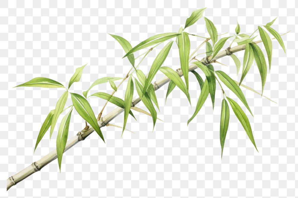 PNG Bamboo plant leaf tree.