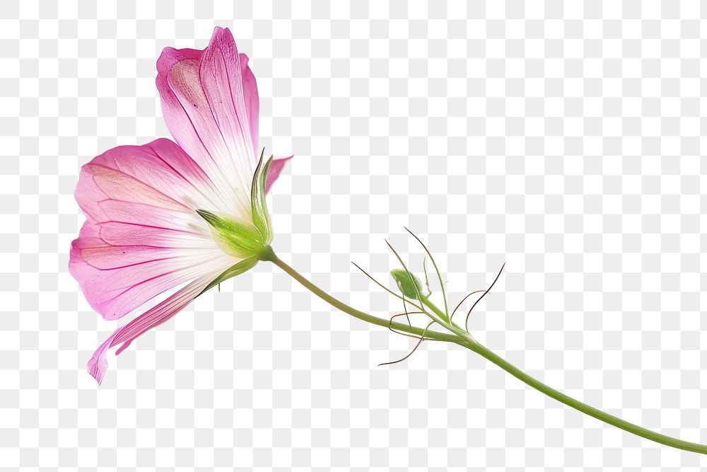 PNG Wildflower geranium blossom anther 