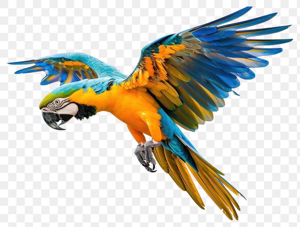 PNG Macaw fly animal parrot bird