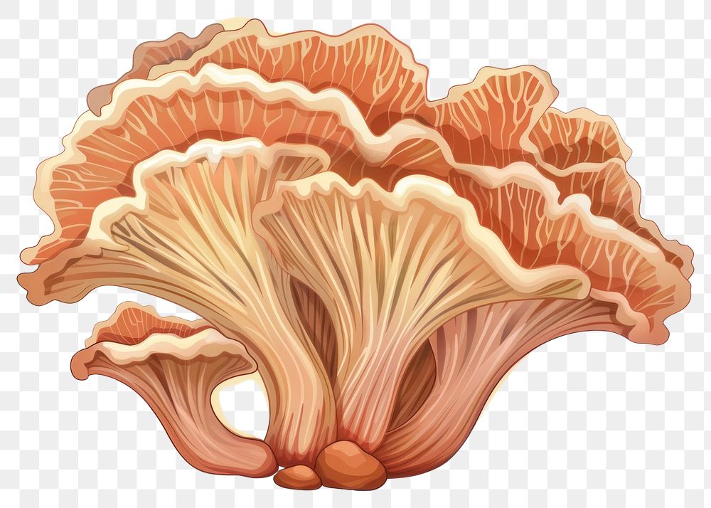 PNG Mushroom Coral mushroom amanita jacuzzi.