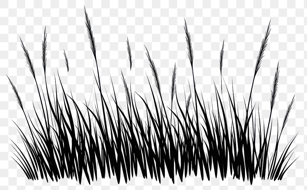PNG Grass silhouette agropyron plant reed.