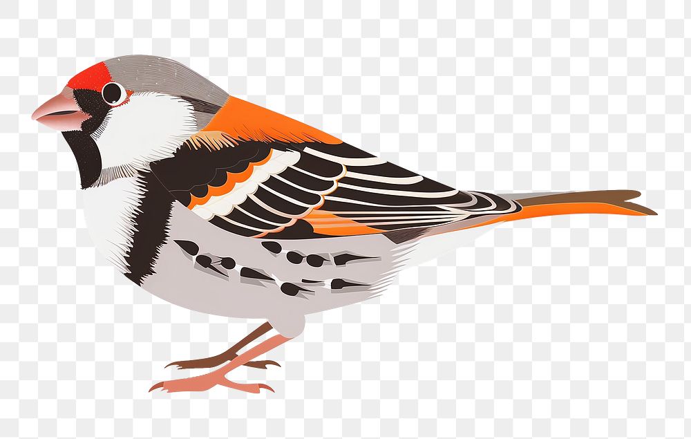 PNG Cute bird illustration, transparent background