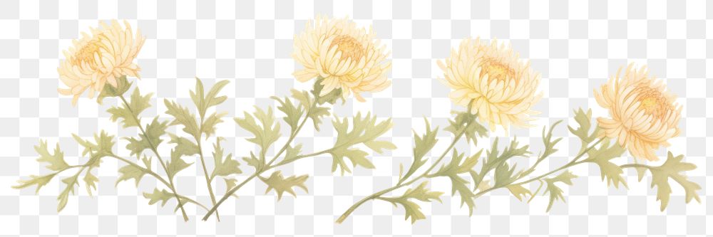 PNG Chrysanthemum as divider watercolor asteraceae graphics painting.