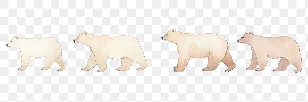 PNG Bears as divider watercolor wildlife animal mammal.