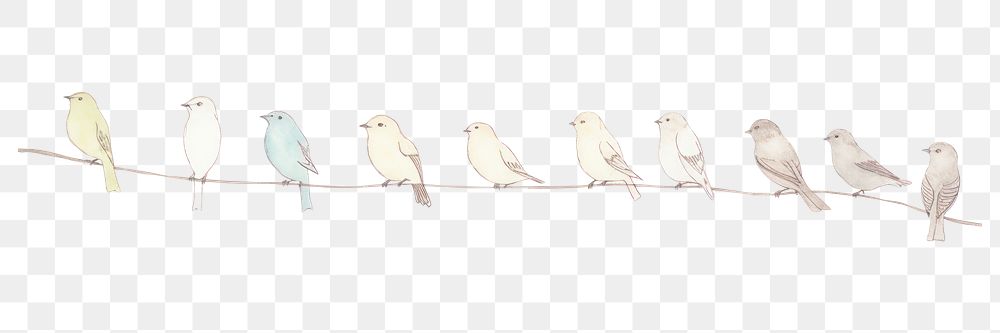 PNG Birds as divider watercolor illustrated drawing animal.