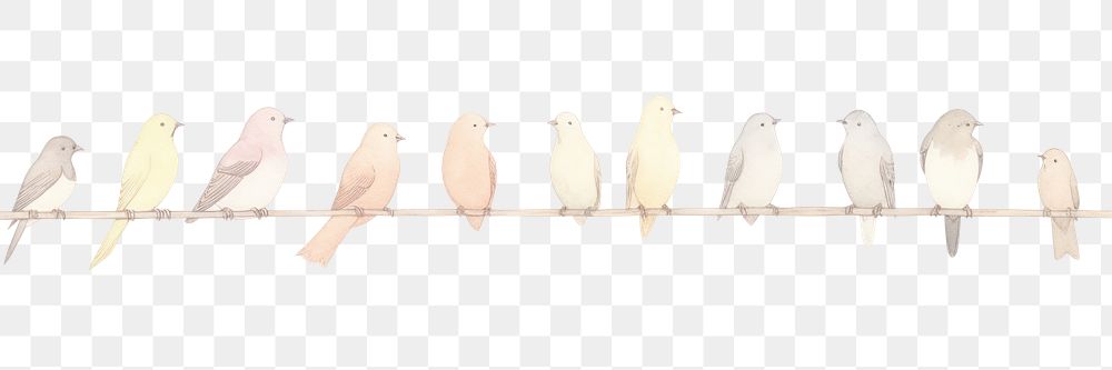 PNG Birds as divider watercolor animal pigeon finch.