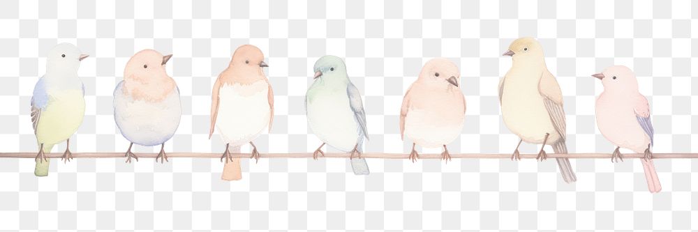 PNG Birds as divider watercolor animal pigeon canary.