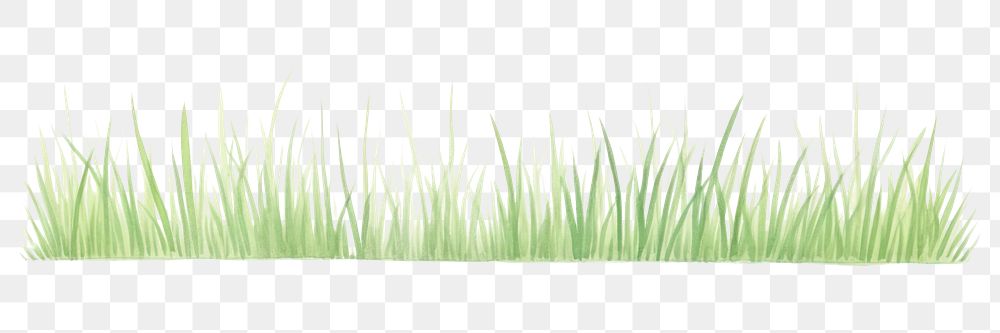 PNG Grass as divider watercolor vegetation plant lawn.