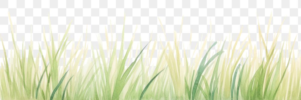 PNG Grass as divider watercolor vegetation plant art.