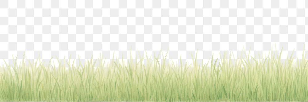 PNG Grass as divider watercolor vegetation outdoors nature.