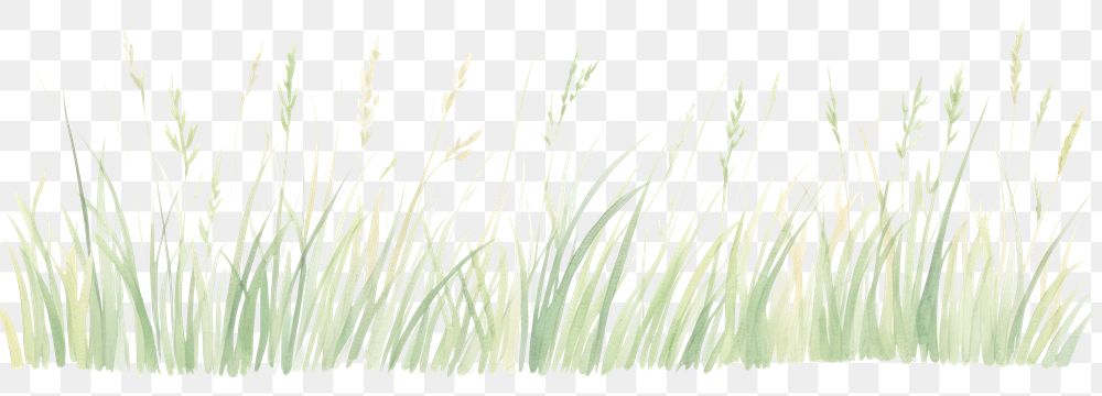 PNG Grass as divider watercolor vegetation agropyron plant.
