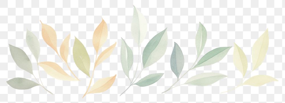PNG Leaves as divider watercolor graphics pattern herbal.