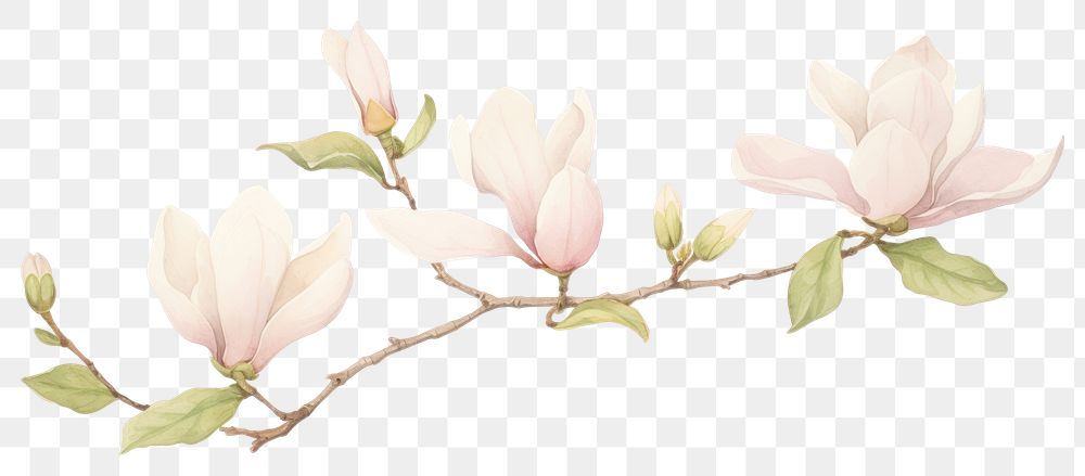 PNG Magnolia as divider watercolor blossom flower plant.