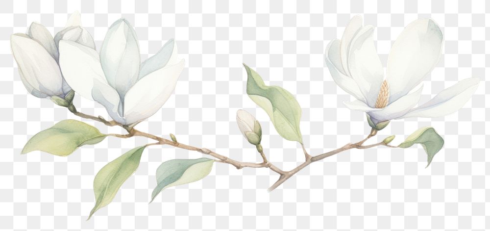 PNG Magnolia as divider watercolor illustrated blossom drawing.