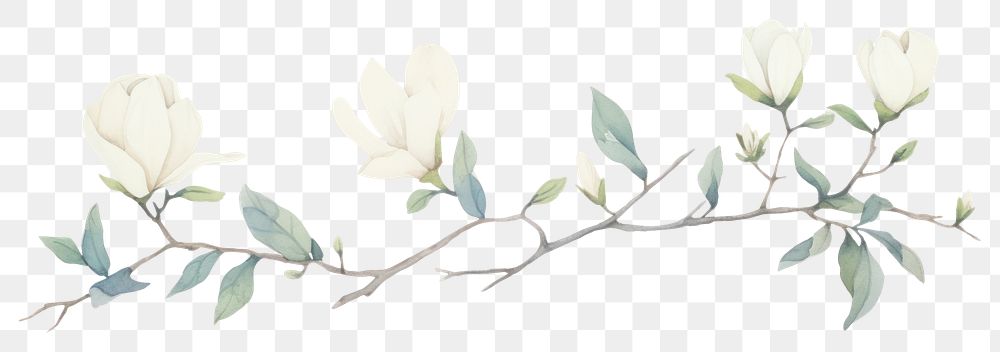 PNG Magnolia as divider watercolor illustrated graphics pattern.