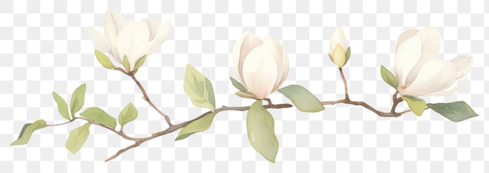 PNG Magnolia as divider watercolor blossom flower plant.