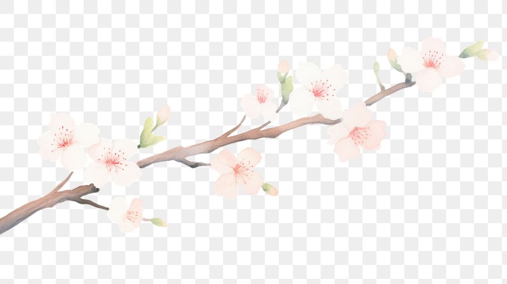 PNG Sakura as divider watercolor blossom flower female.