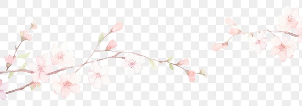 PNG Sakura as divider watercolor blossom flower plant.