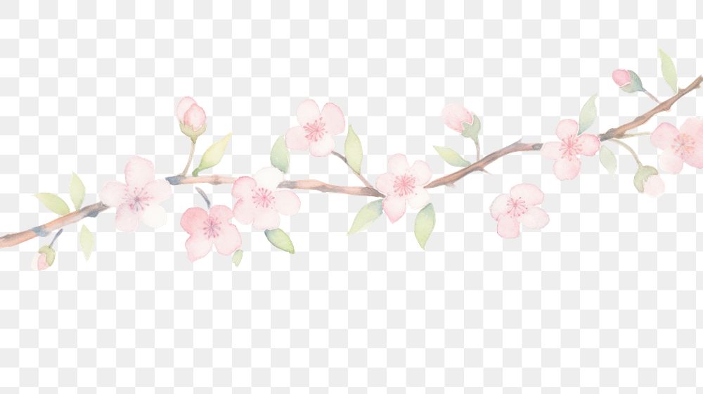 PNG Sakura as divider watercolor blossom flower plant.
