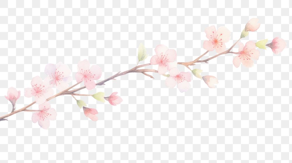 PNG Sakura as divider watercolor appliance blossom flower.