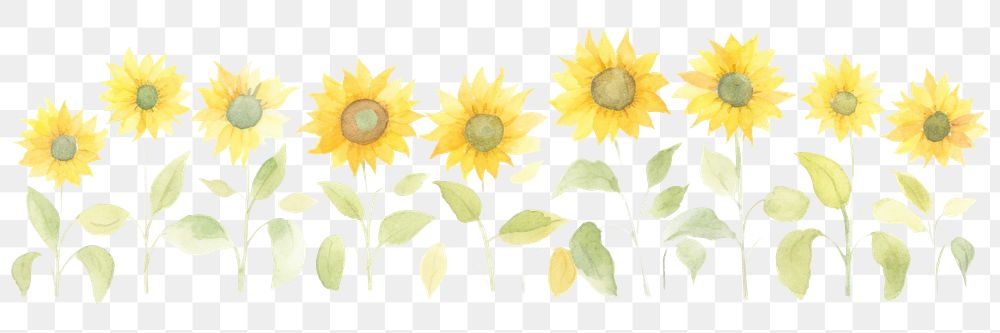 PNG Sunflowers as divider watercolor asteraceae blossom plant.