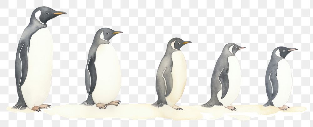 PNG Penguin as divider watercolor animal bird king penguin.
