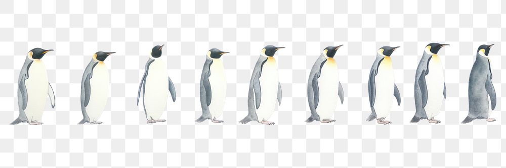 PNG Penguins as divider watercolor animal bird king penguin.